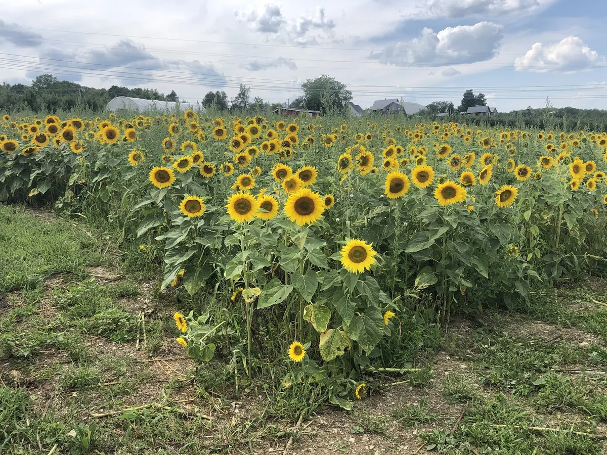 River View Orchard in Keswick Ridge | Ask Anything