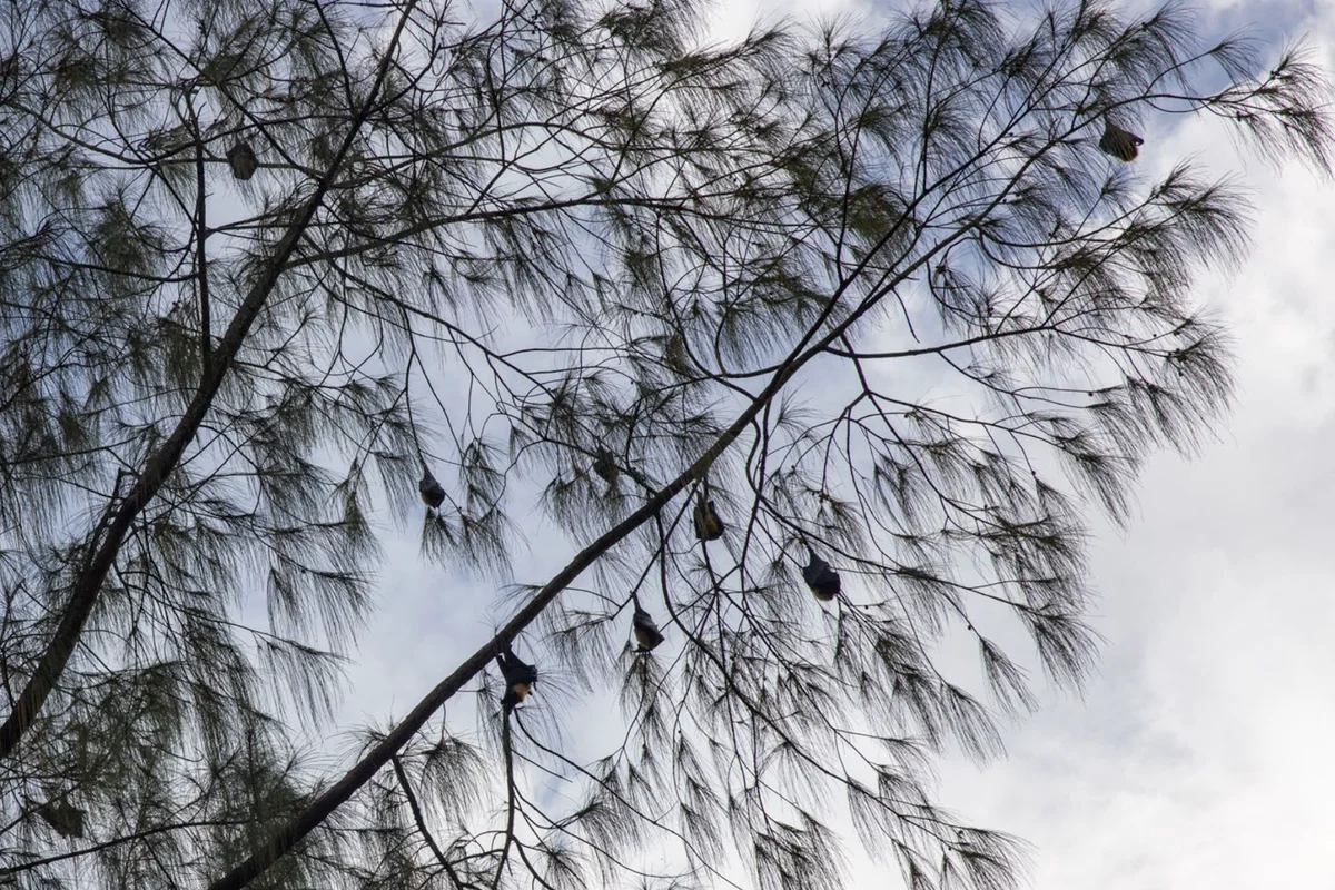 Fruit Bat Tree in Utulei | What to Know Before You Go