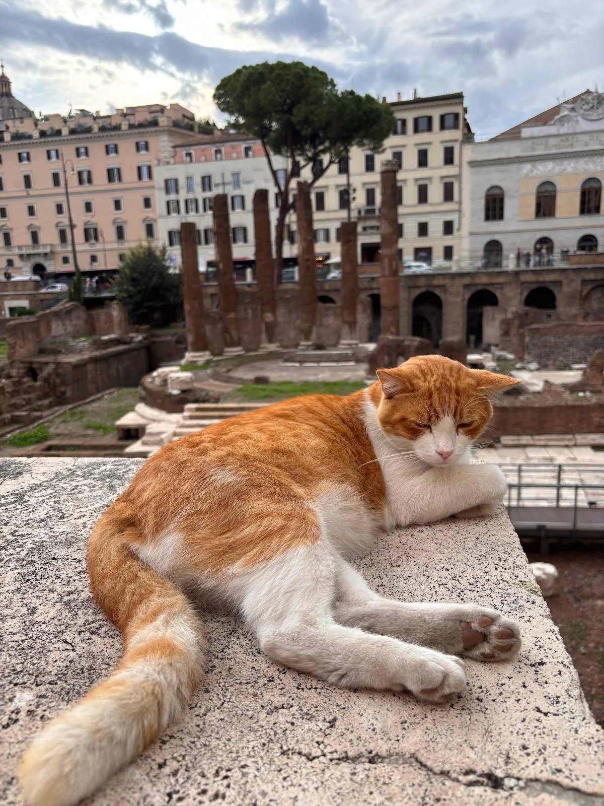 Torre Argentina Cat Sanctuary in Rome, Lazio | Ask Anything