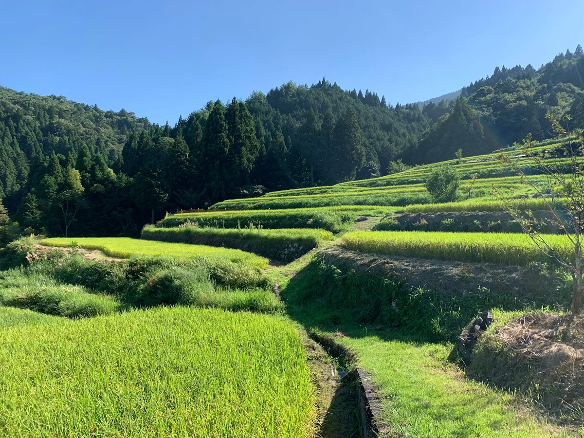 Hata Rice Terraces in Takashima - Ask AI | mindtrip