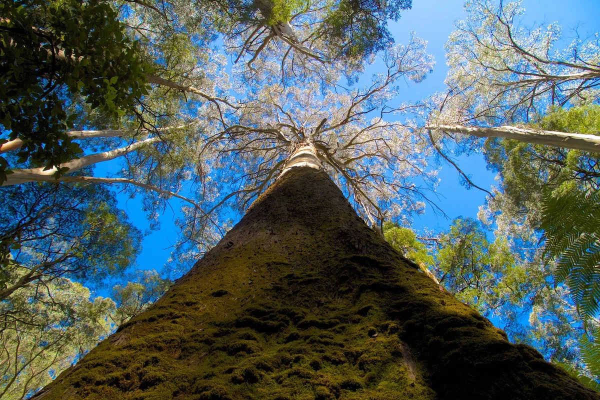 Otway Ranges in Beech Forest, Victoria - Ask AI | mindtrip