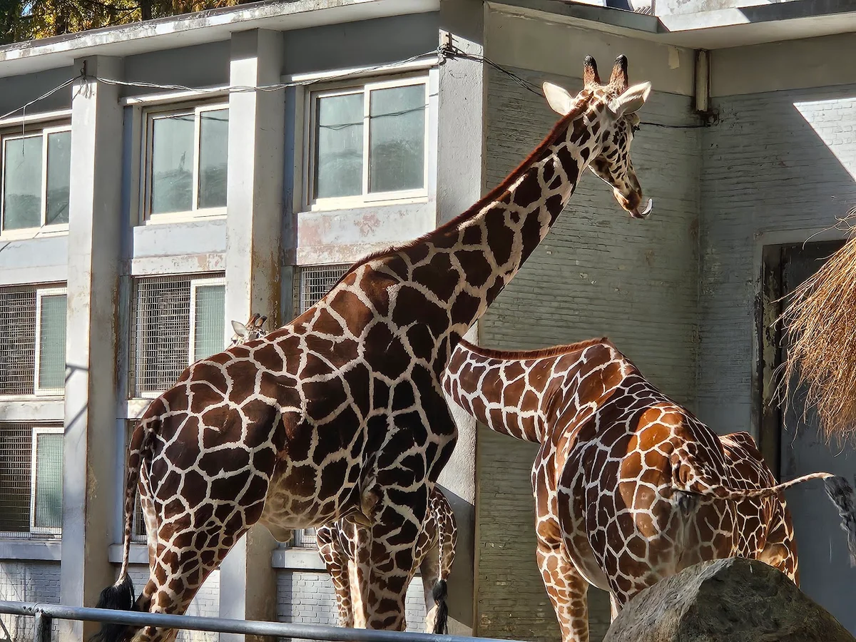 Shanghai Zoo in Shanghai - Ask AI | mindtrip