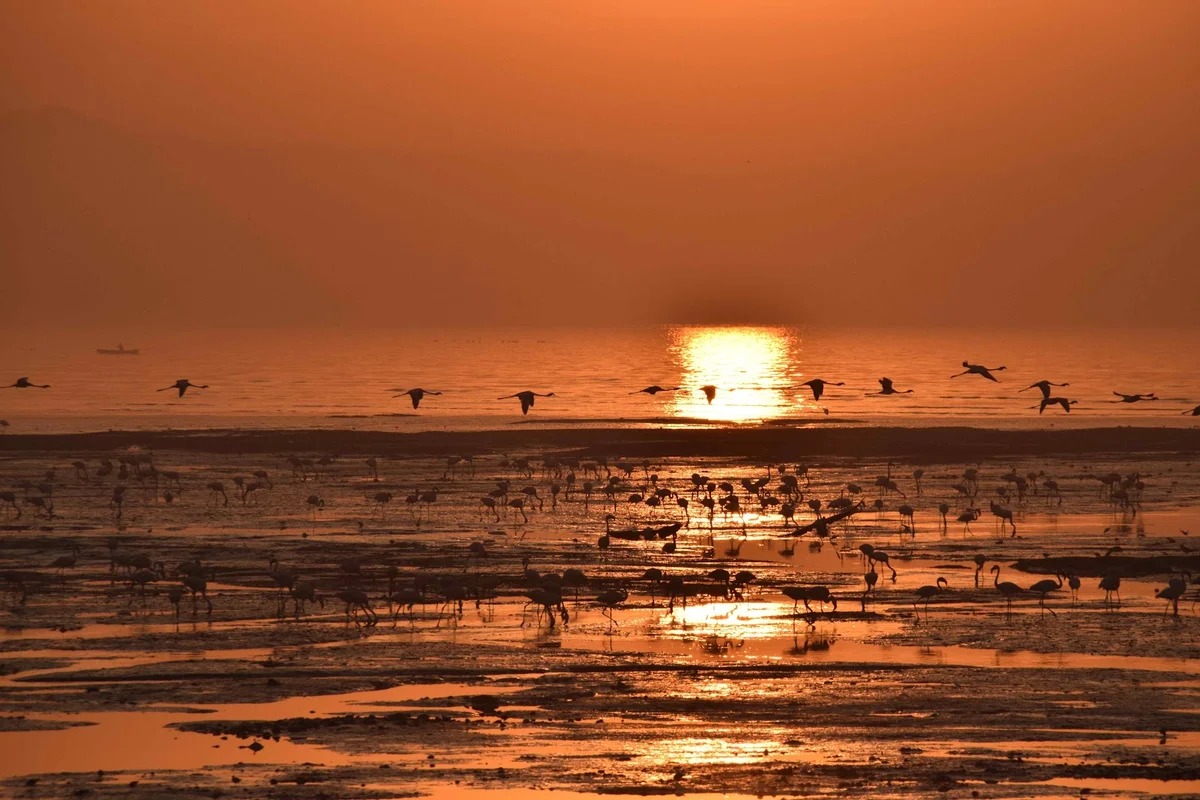 Sewri Jetty in Mumbai | What to Know Before You Go