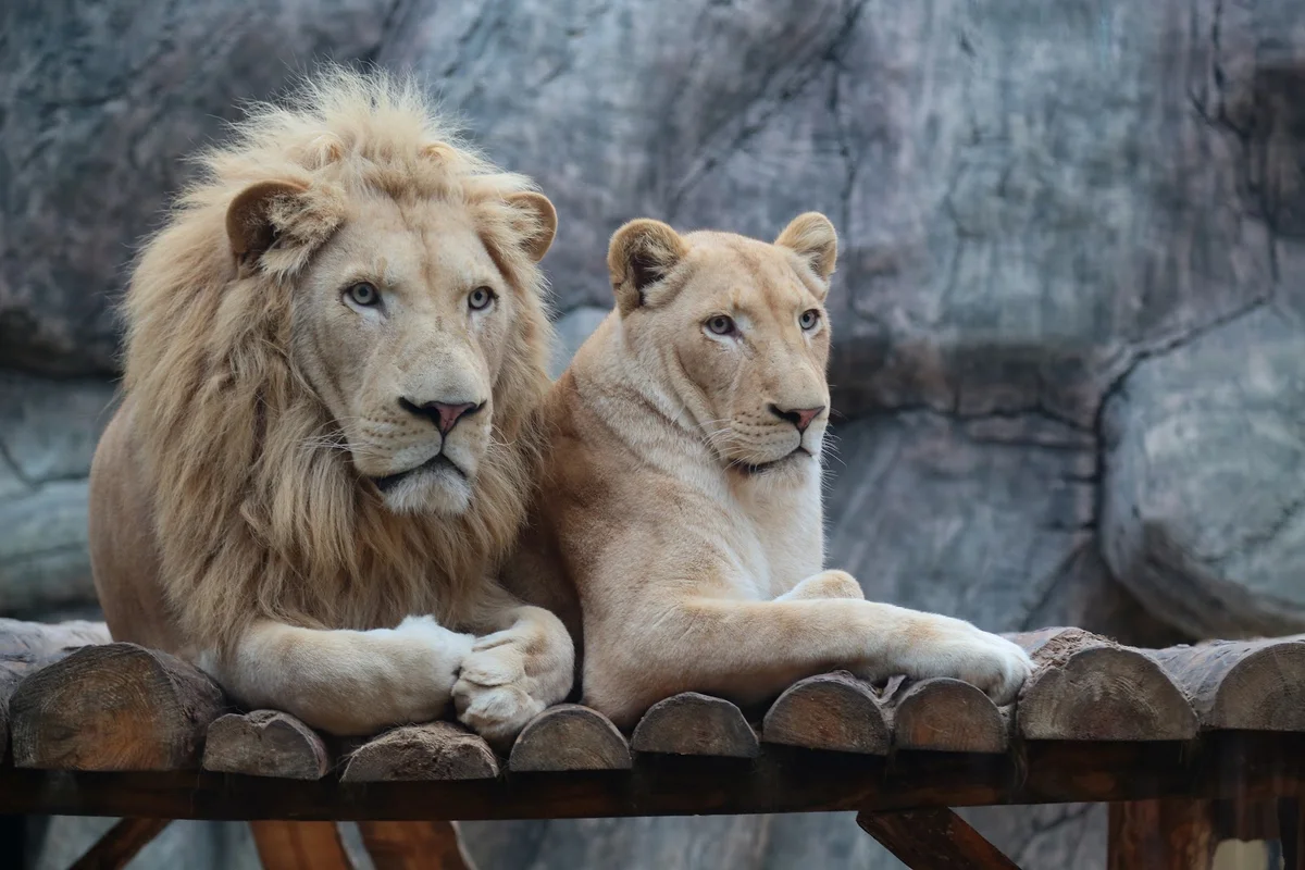 Aslan Park in Istanbul, İstanbul | Ask Anything