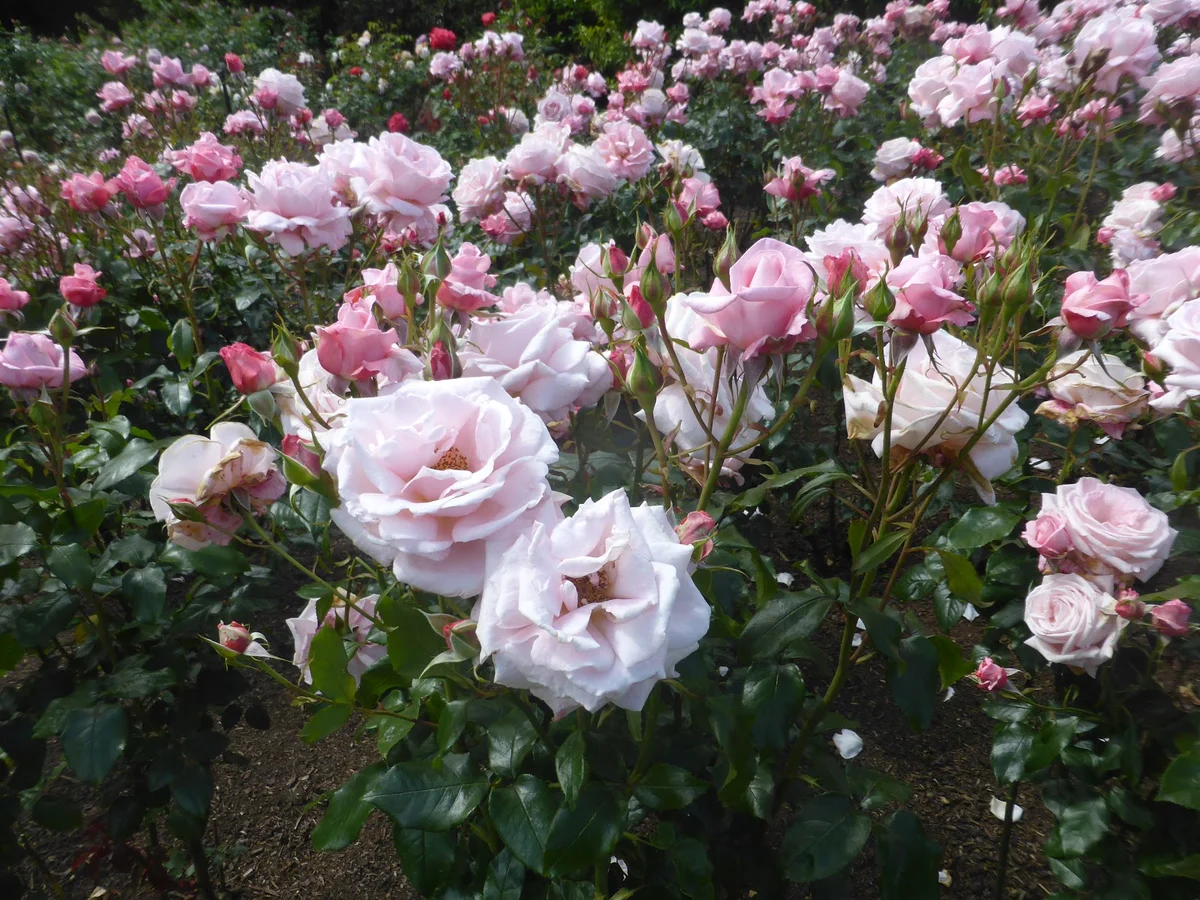 Rogers Rose Garden in Hamilton, Waikato - Ask AI | mindtrip