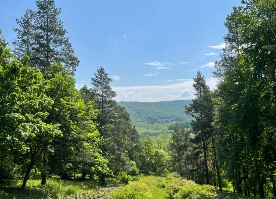 Codri in Micleuseni, Strășeni District | Ask Anything