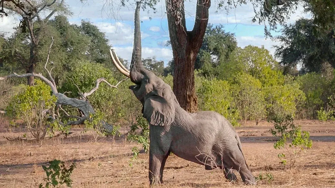 Kavinga Safaris - Ask AI | mindtrip