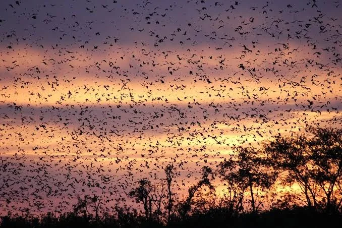 Kasanka National Park - Ask AI | mindtrip