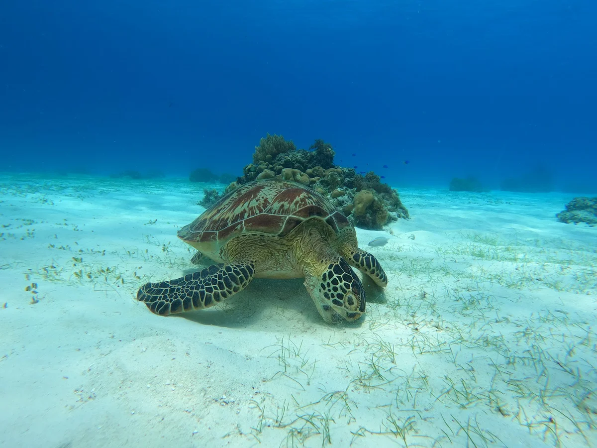 Balicasag Island Turtles Point | What to Know Before You Go
