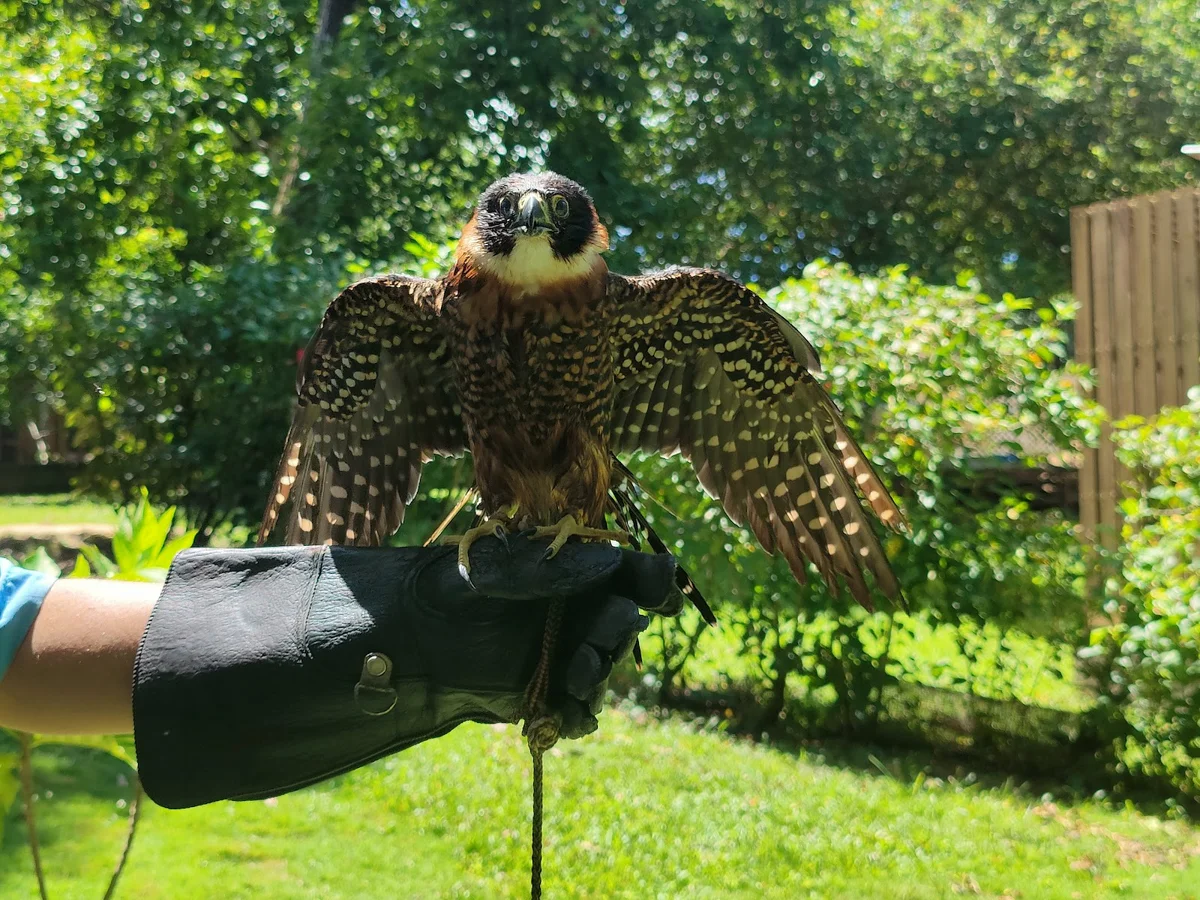 Belize Raptor Center in San Ignacio | Ask Anything