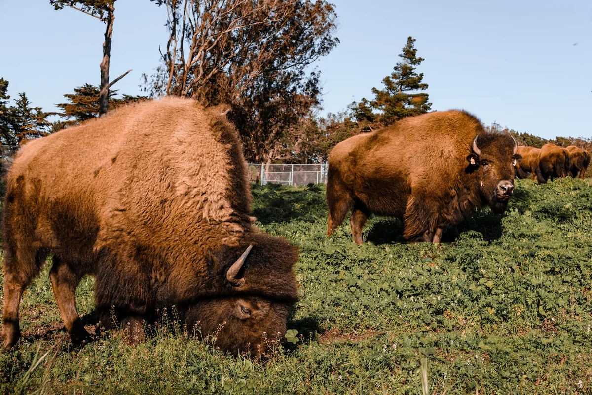 Bison Paddock in San Francisco | What to Know Before You Go
