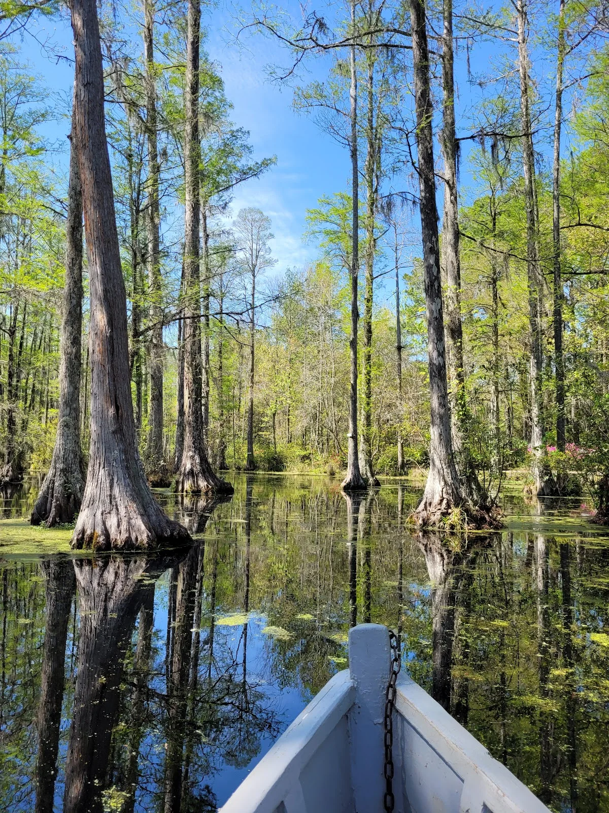 Cypress Gardens | What to Know Before You Go