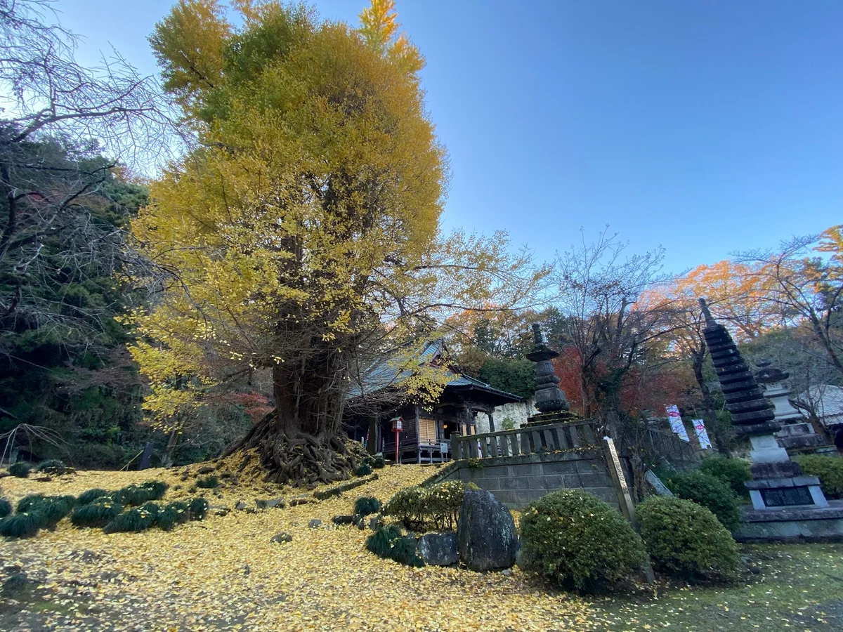 Shoboji's Legendary Gingko Tree - Ask AI | mindtrip
