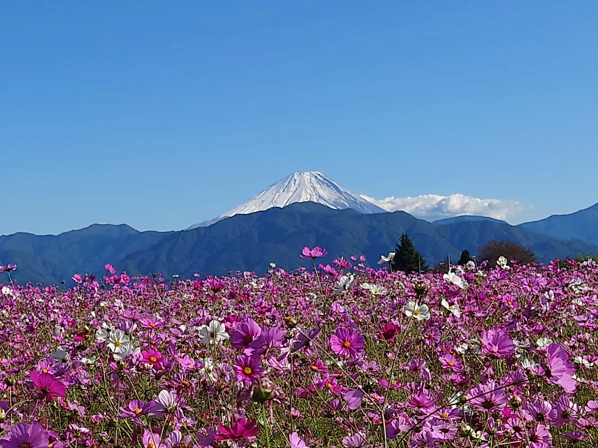 Nakano Rice Terraces in Minami Alps - Ask AI | mindtrip
