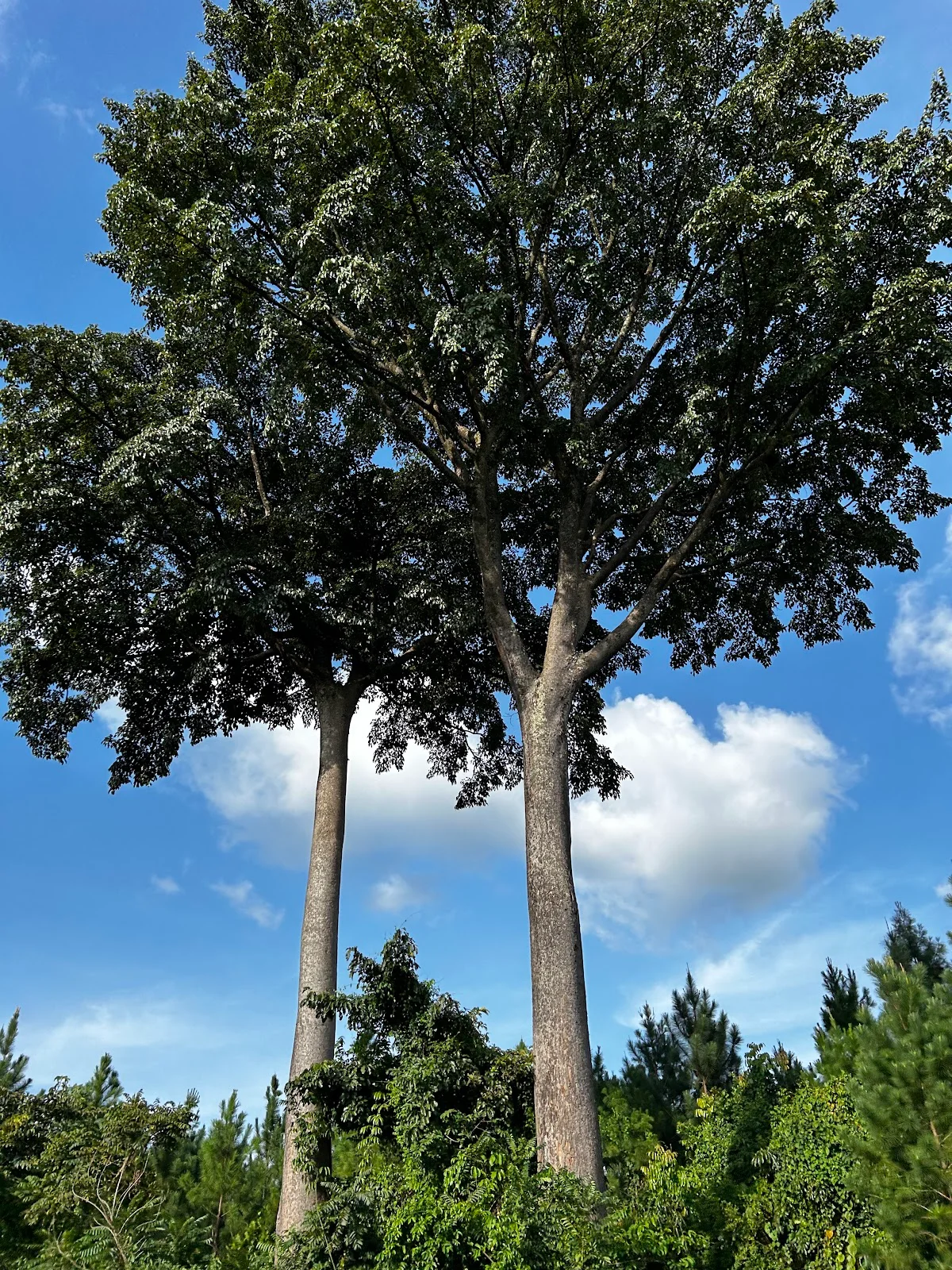 Twin Trees, Gulu Highway in Gulu - Ask AI | mindtrip