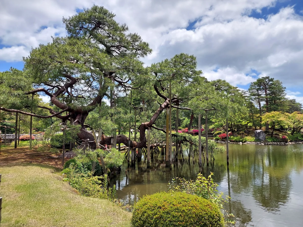2 - Karasaki Matsu (Pine Tree) | What to Know Before You Go