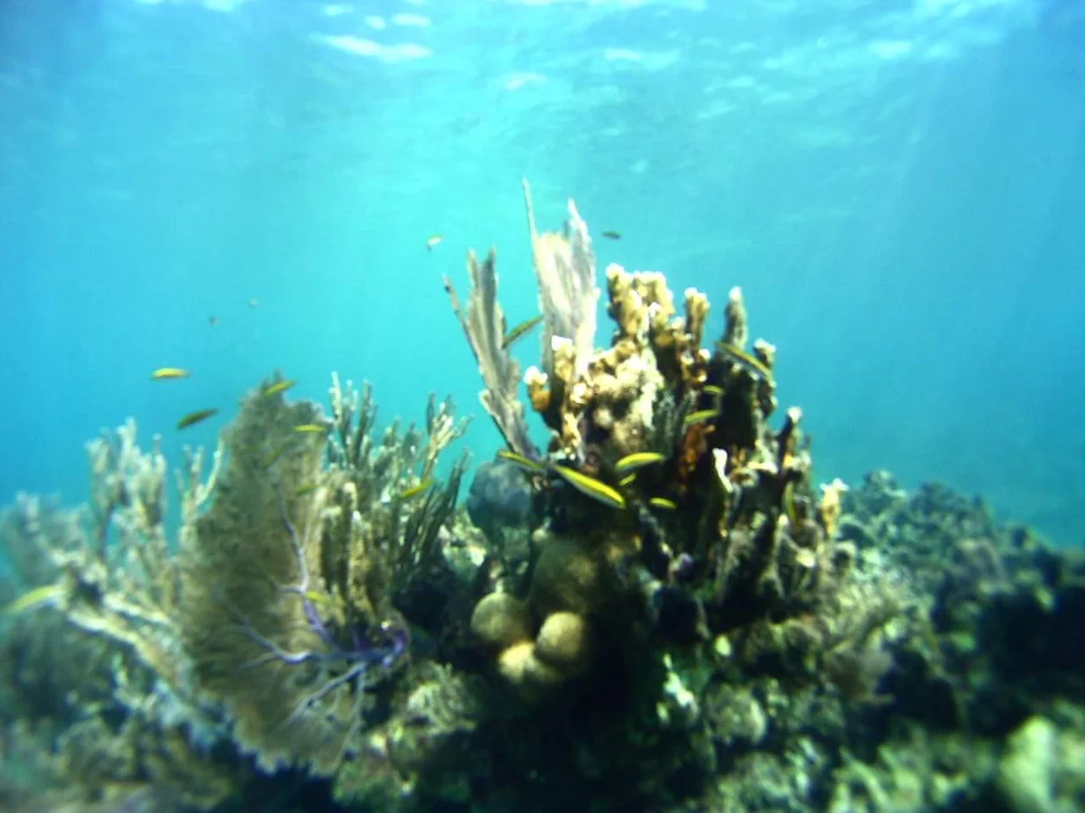 Roatan Underwater Museum | What to Know Before You Go