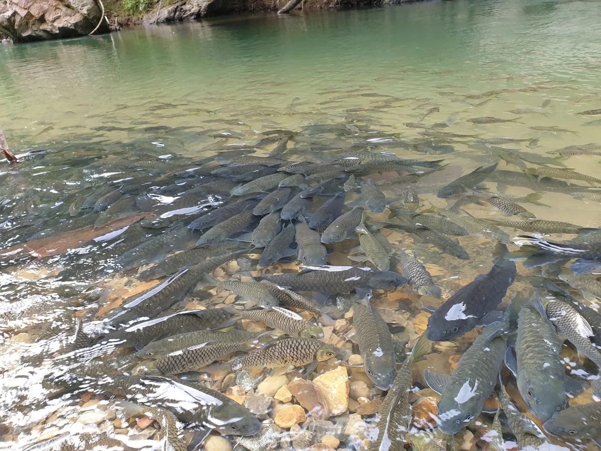 Sg. Moroli Fish Spa in Ranau, Sabah - Ask AI | mindtrip