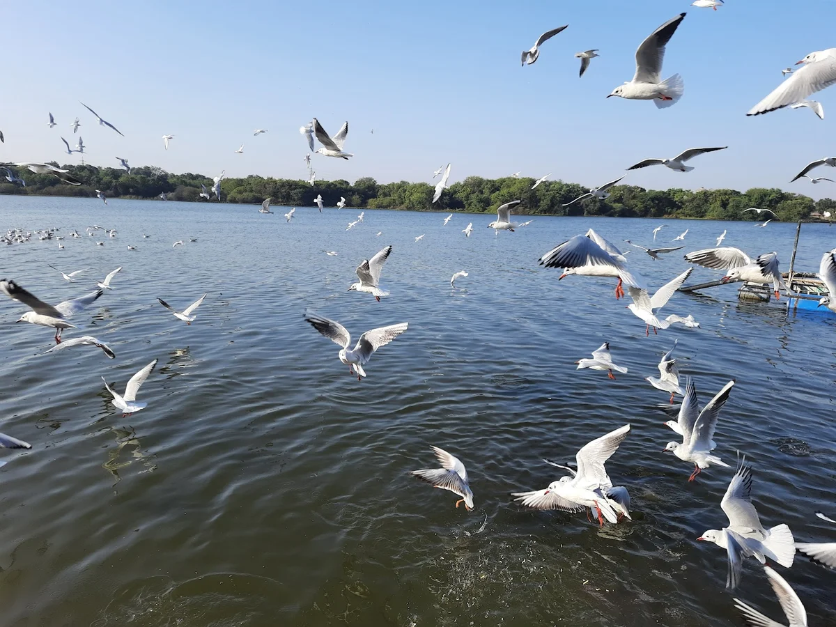 Randarda Lake in Rajkot, Gujarat - Ask AI | mindtrip