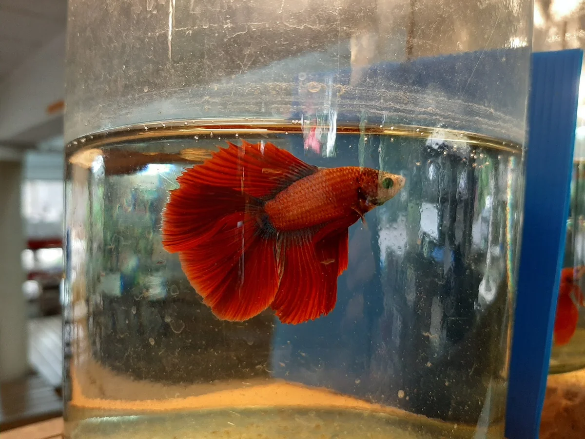 Siamese Fighting Fish Gallery | What to Know Before You Go