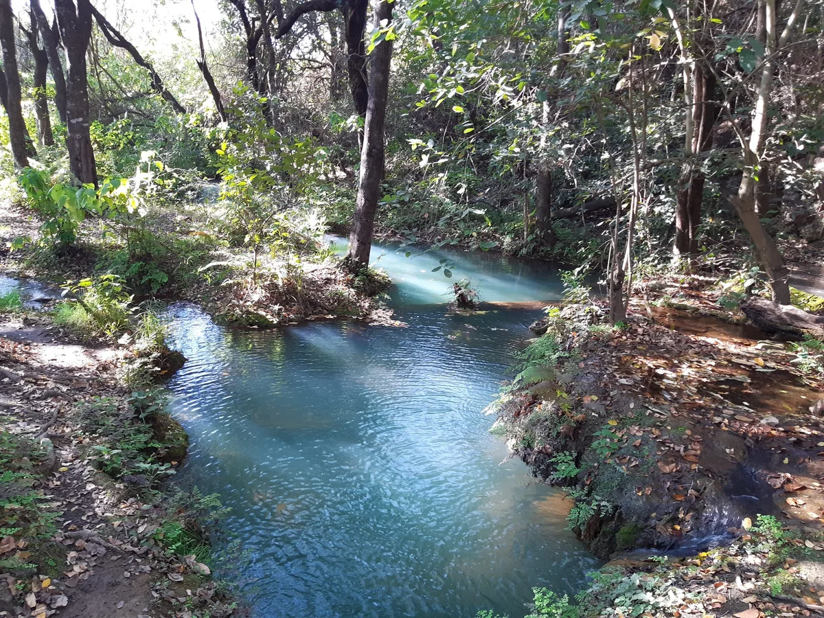Monkey Pools in Lusaka, Lusaka Province - Ask AI | mindtrip
