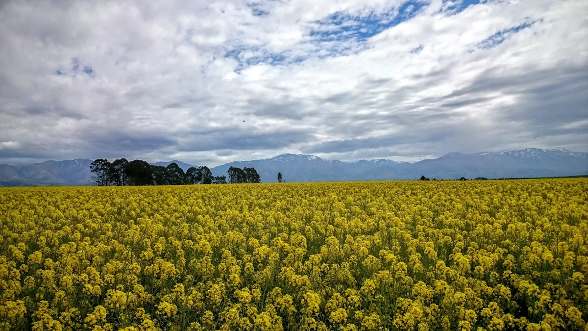 Fairlie in Fairlie, Canterbury - Ask AI | mindtrip
