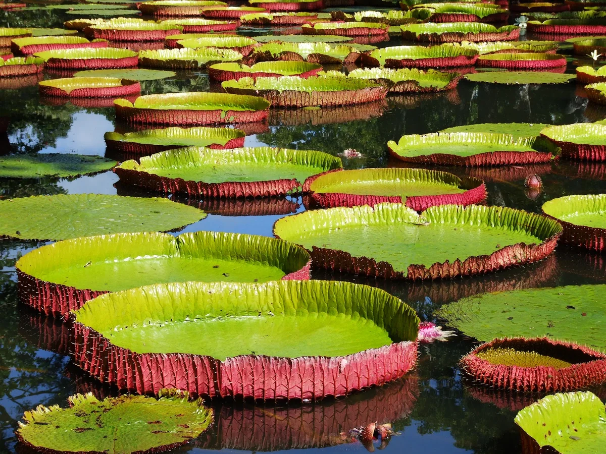 Pamplemousses Garden in Pamplemousses - Ask AI | mindtrip