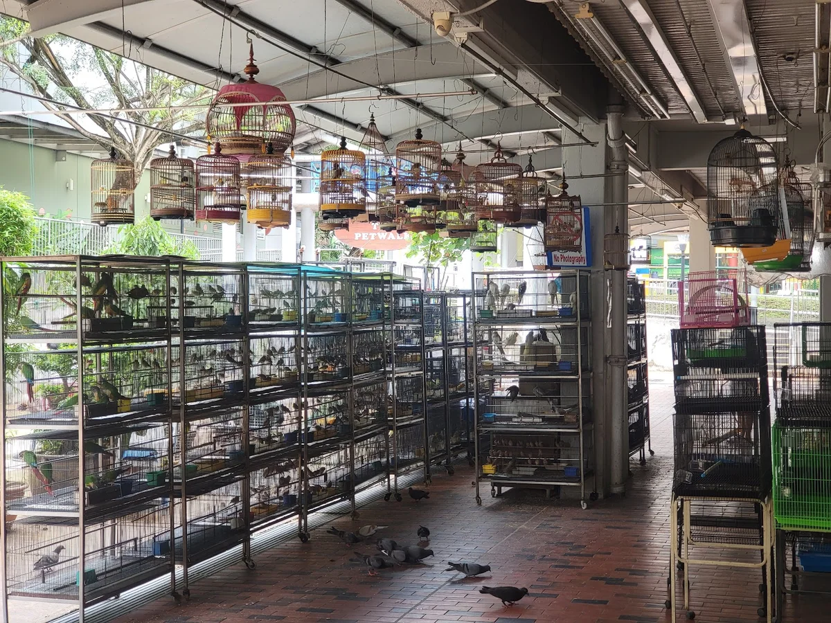 Goodwill Birds Trading | What to Know Before You Go