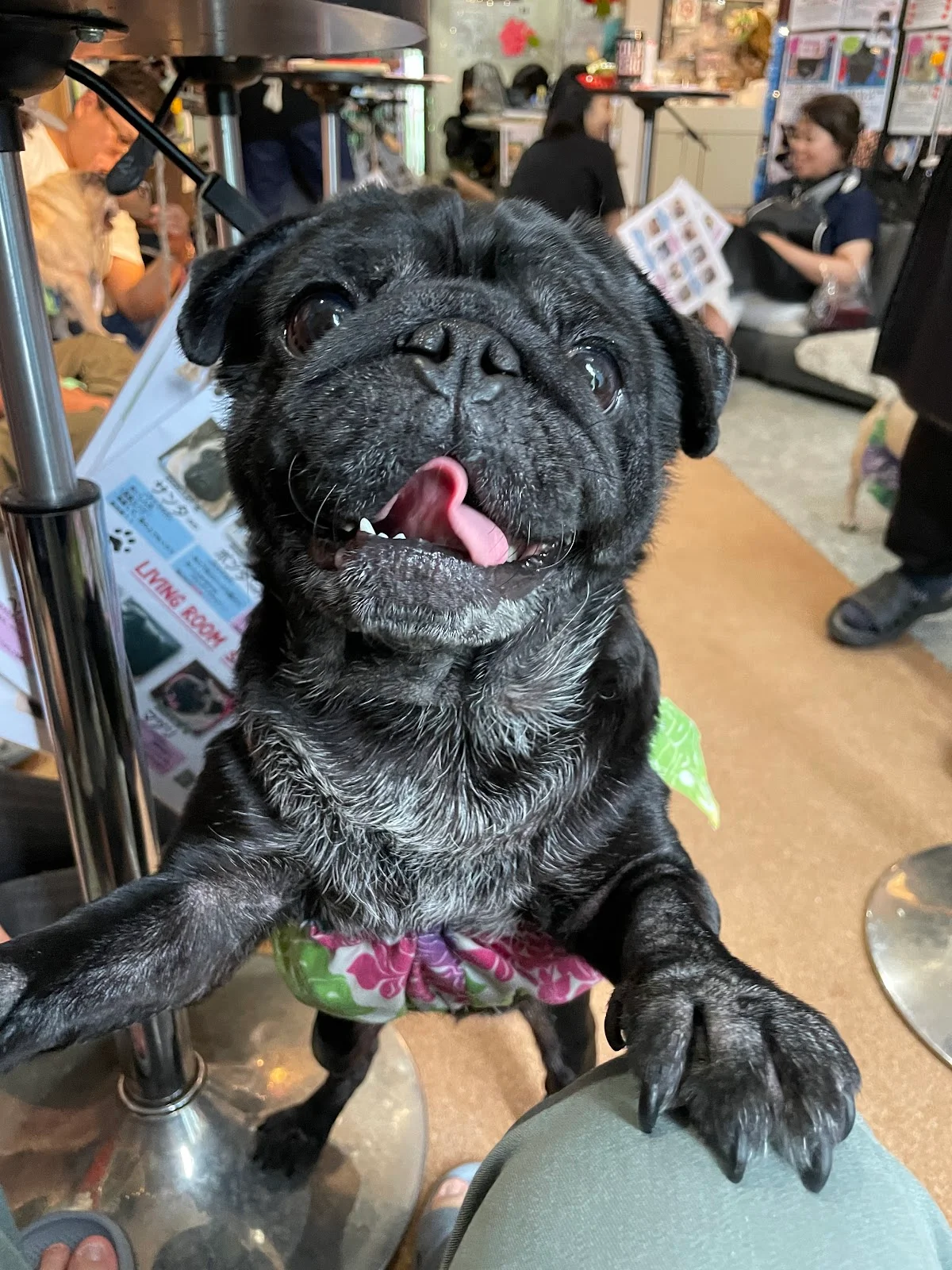 Pug Cafe Living Room Kyoto in Kyoto - Ask AI | mindtrip