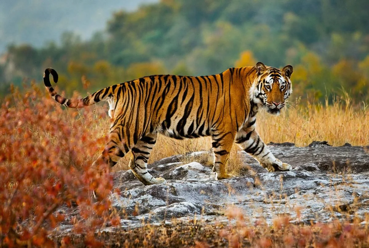 Bor Tiger Reserve in Mhasala | What to Know Before You Go