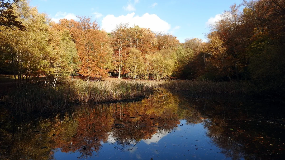 Burnham Beeches | What to Know Before You Go