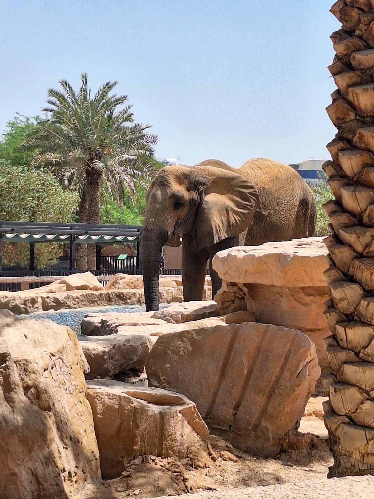 Riyadh zoo enchanted forest in Riyadh - Ask AI | mindtrip