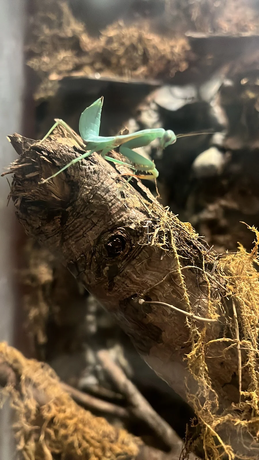 Home-of-Insects in Erfurt, Thüringen - Ask AI | mindtrip