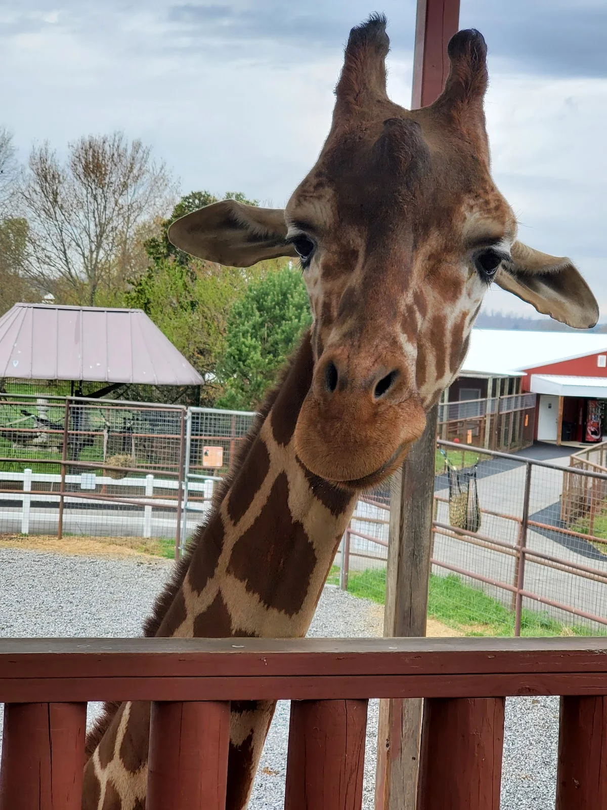 Brights Zoo in Limestone, Tennessee - Ask AI | mindtrip