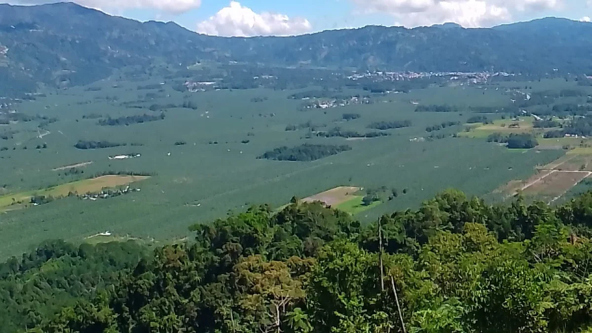 Calamba Farm Sea of Clouds Maragusan - Ask AI | mindtrip