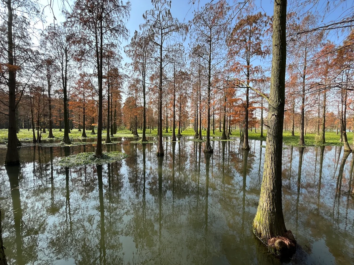 Qingxi Country Park in Shanghai - Ask AI | mindtrip