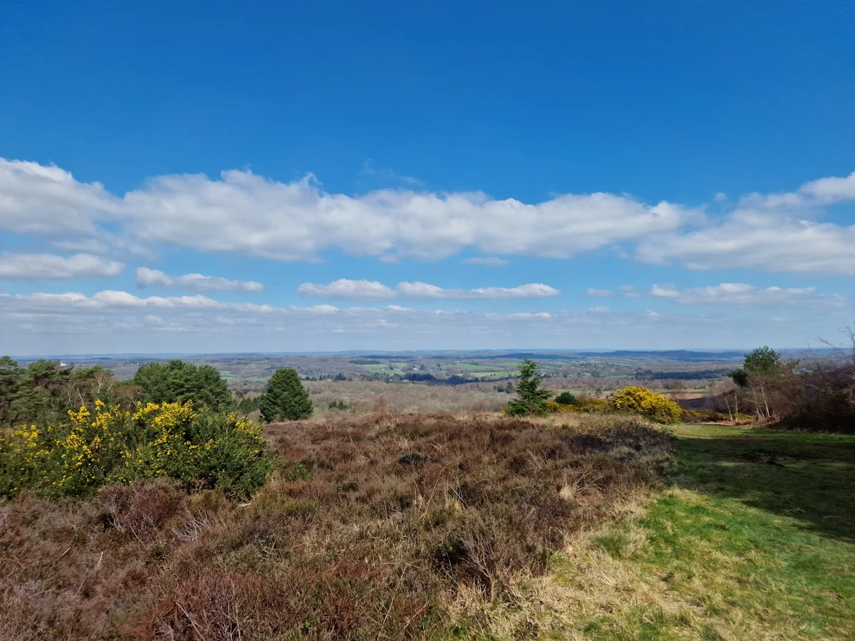 Ashdown Forest in Forest Row, England - Ask AI | mindtrip