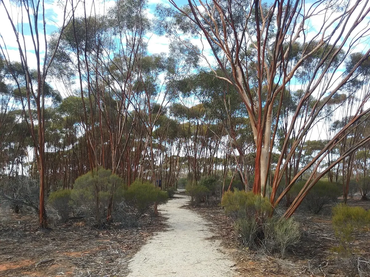 Boorabbin National Park | What to Know Before You Go
