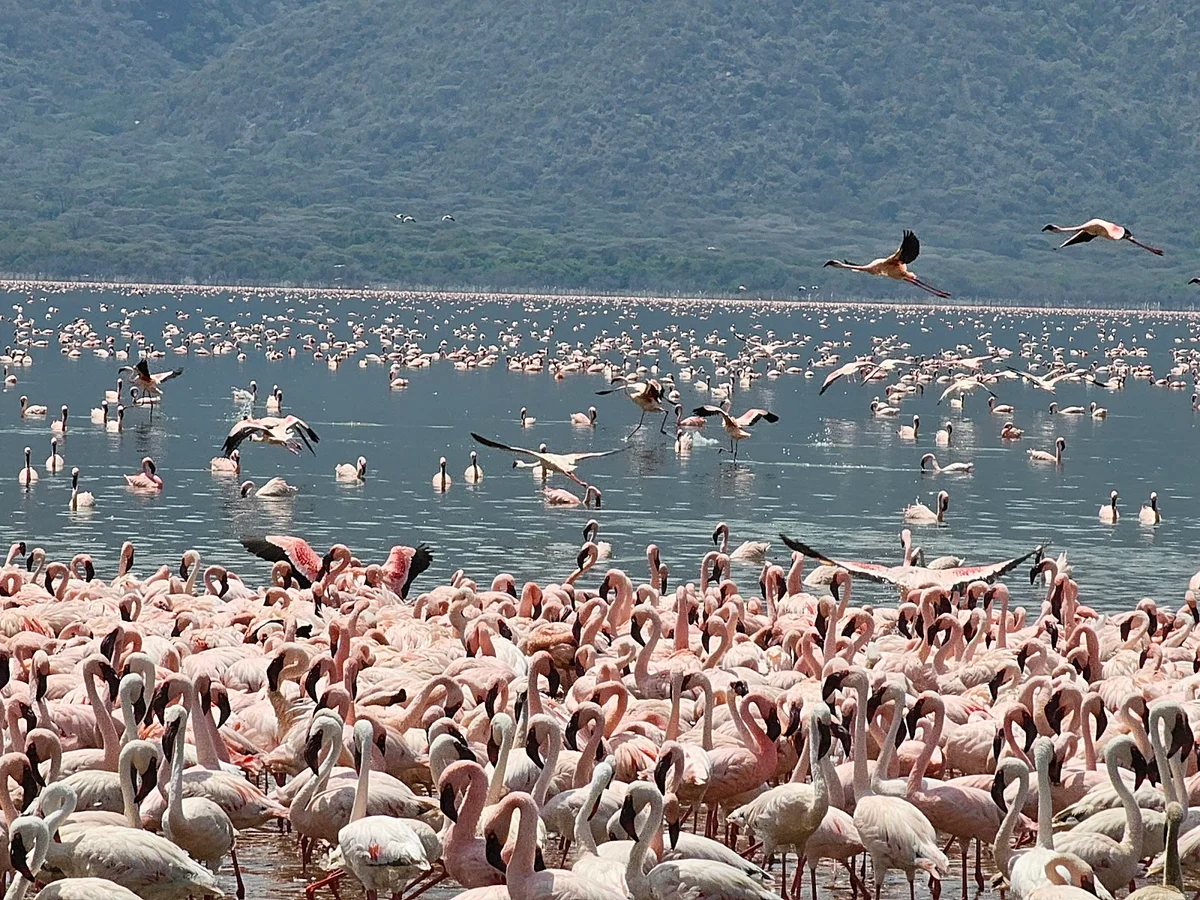 Lake Bogoria Hot Springs - Ask AI | mindtrip
