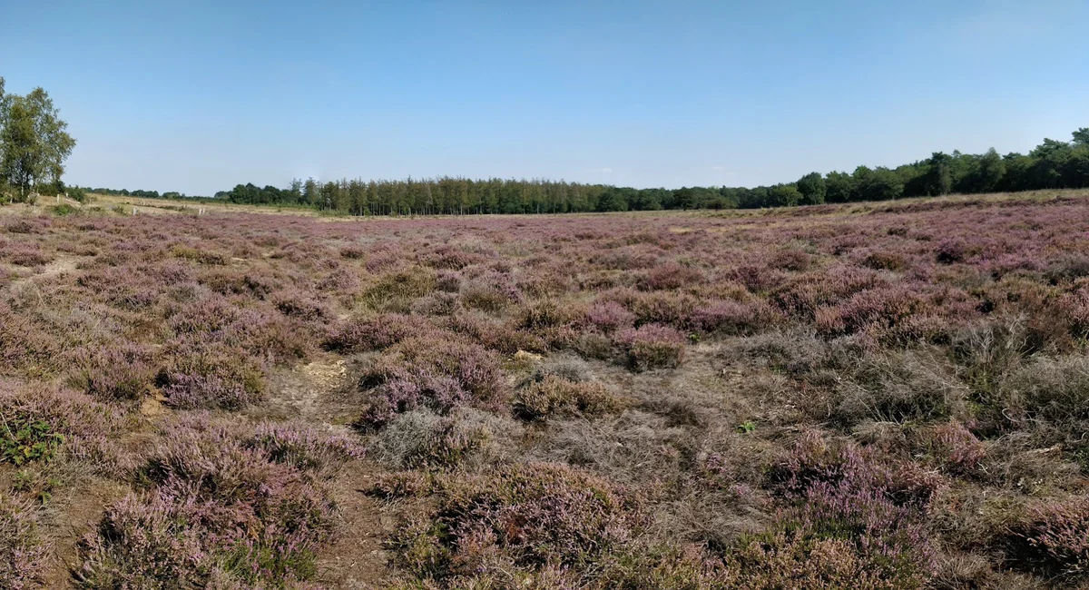 Mantingerveld in Mantinge, Drenthe - Ask AI | mindtrip