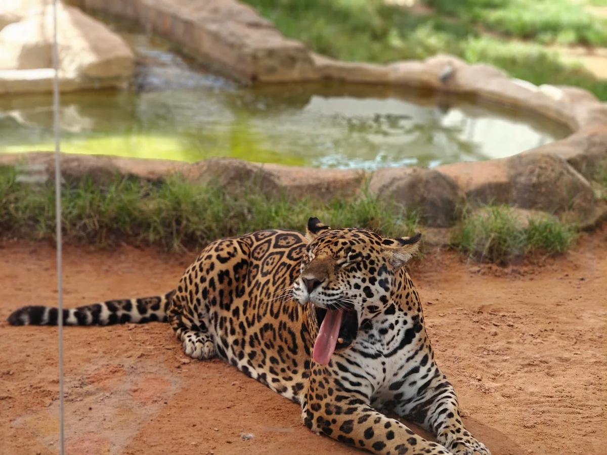Tiger zone - Riyadh Zoo in Riyadh | Ask Anything