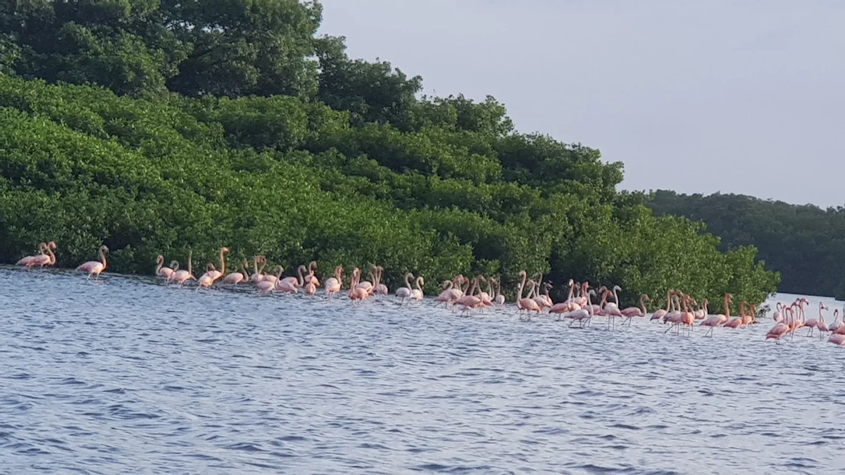 Caroni Swamp in Chaguanas | What to Know Before You Go