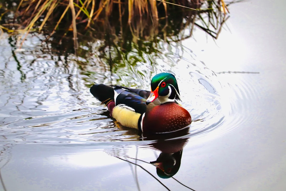 Beaver Lake in Vancouver | What to Know Before You Go