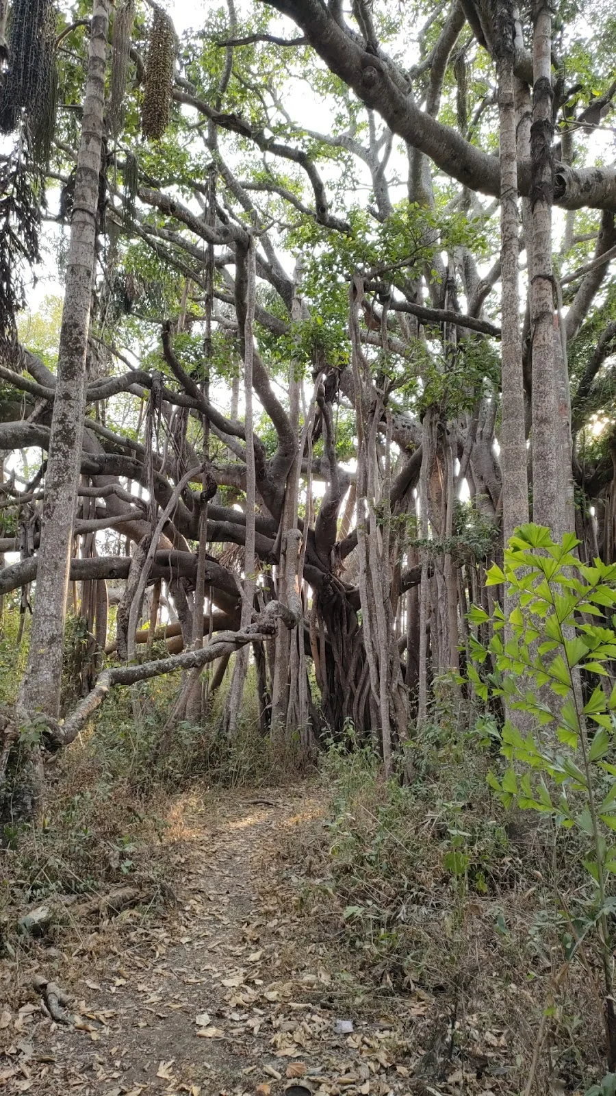 Dodda Alada Mara in Kanive, Karnataka - Ask AI | mindtrip