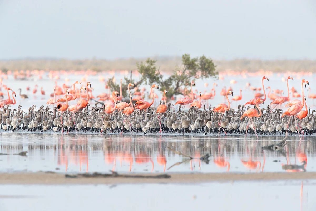 Little Inagua National Park in Inagua - Ask AI | mindtrip