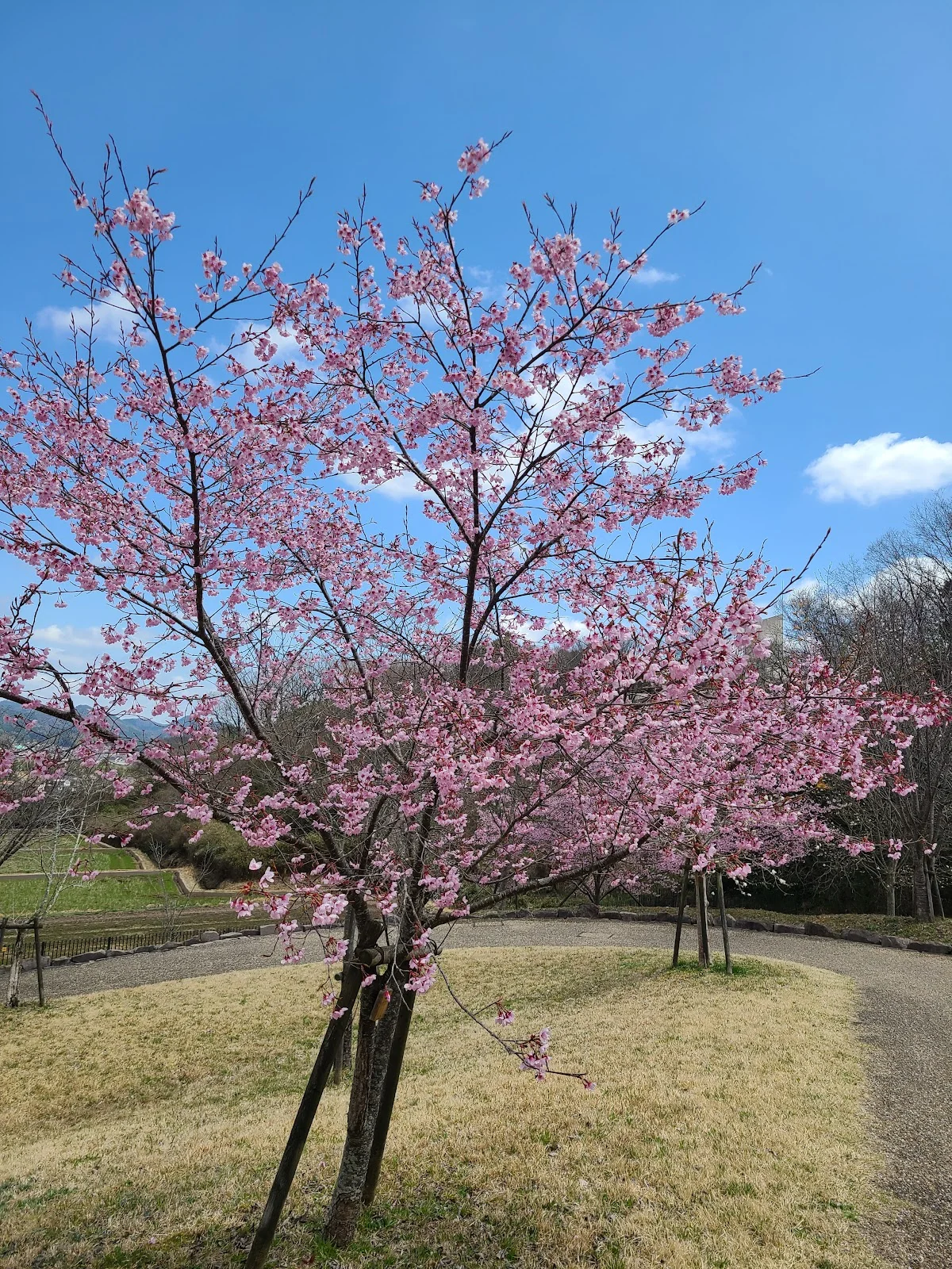 Tamba tree-lined Central Park management office