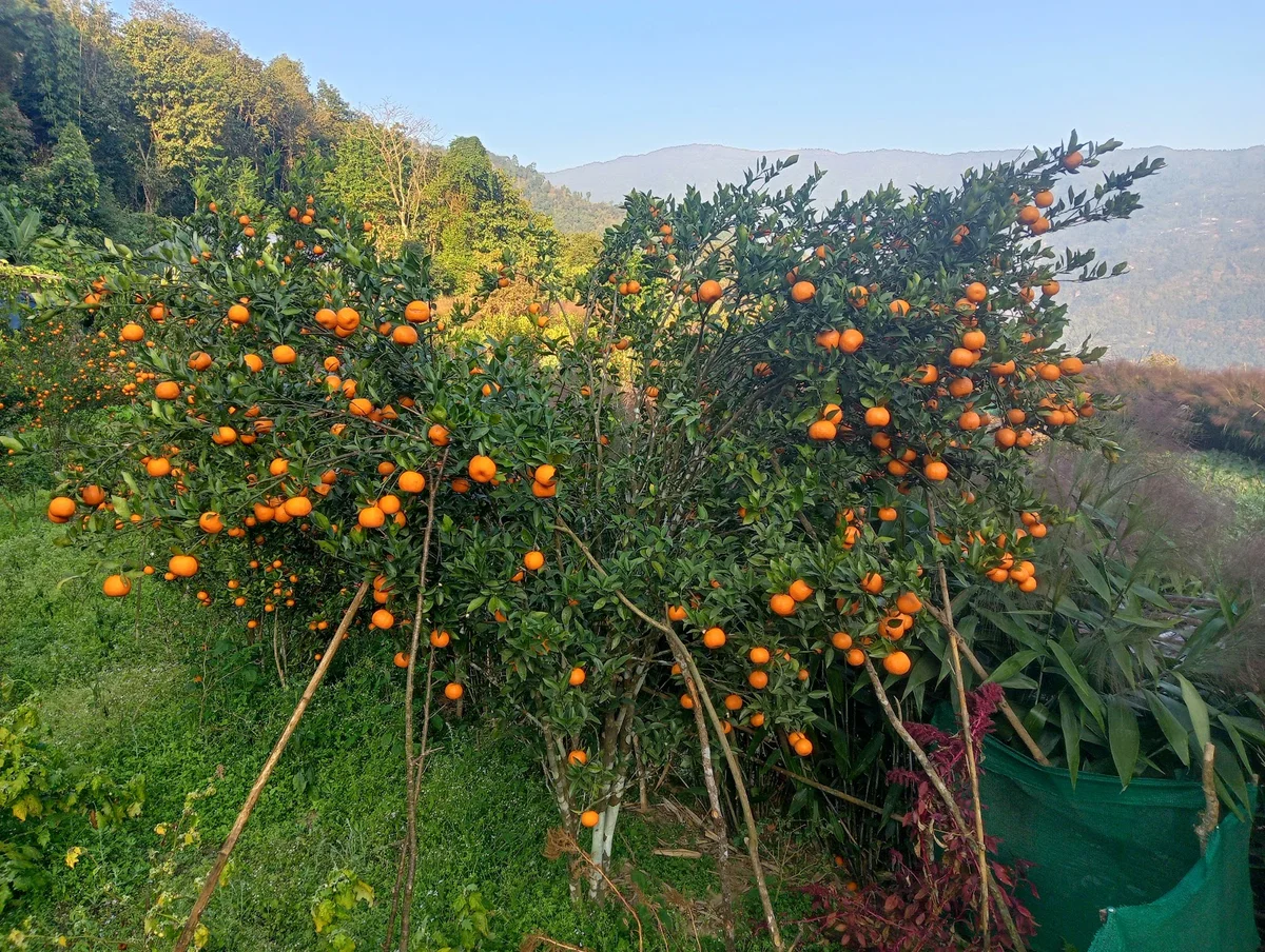 Sittong Orange Garden | What to Know Before You Go