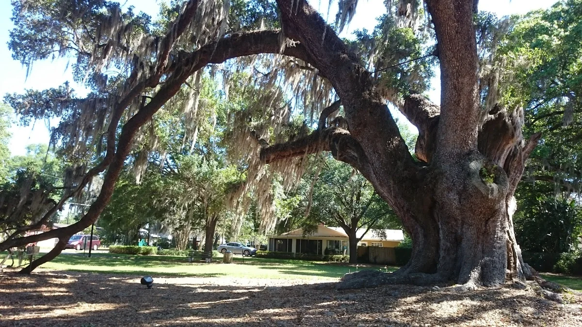 Big Tree Park in Orlando | What to Know Before You Go