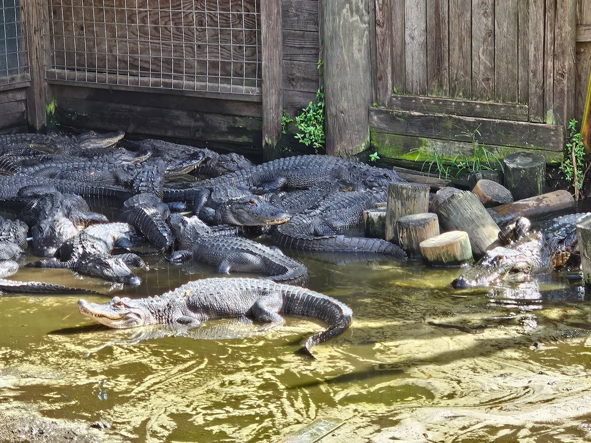 Croc Encounters in Tampa, Florida | Ask Anything