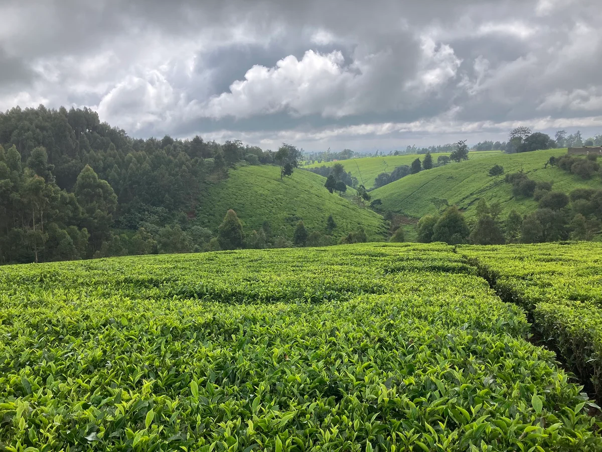 Teagoni Tea Farm in Limuru | What to Know Before You Go